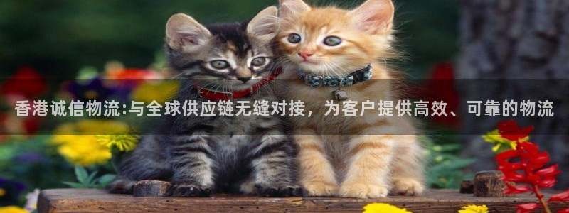 狗子28返水怎么算的：香港诚信物流: